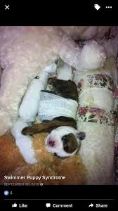 Swimmer Puppy Syndrome Home Facebook
