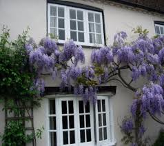 Fedex direct to your home · healthy, mature plants · free shipping over $99. Blue Moon Wisteria Vine New Life Nursery