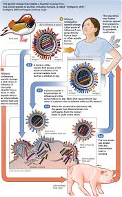 Learn more about the classification of influenza viruses, influenza outbreaks, and influenza symptoms and treatment. Influenzavirus B An Overview Sciencedirect Topics