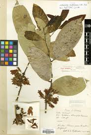 Image result for Artabotrys stolzii