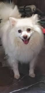 I found this pretty little Pomeranian Girl in my driveway 3 days ago. I  live