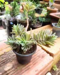 Image result for Aeollanthus