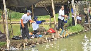 Di alam aslinya ikan ini makhluk makhluk kecil di dalam air seperti memakan plankton, fitoplankton, hydrila dan tumbuhan yang hidup didalam kolam seperti azolla. Mengenal Karakter Ikan Mas Dan Waktu Memancingnya Yang Tepat Hewanpedia