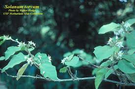 Image result for Solanum torvum