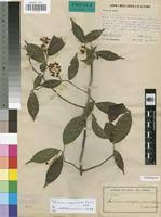 Image result for Rinorea laurentii