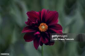 3,569 Red Dahlias Stock Photos, High-Res Pictures, and Images