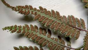 Image result for Athyrium newtonii