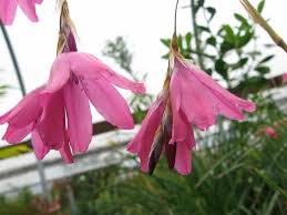 Image result for Dierama formosum