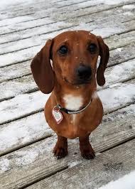 Tanner 4 In Vt Dachshund Love Dachshund Puppy Miniature Dachshund Puppies