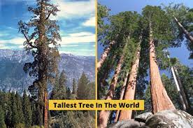 These 40 trees all have something special about them. Hyperion The Tallest Tree In The World Medium