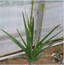 Image result for Aloe cooperi