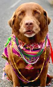 Saying Goodbye to a Beloved 20-Year-Old Pet Cat