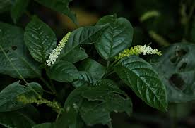 Image result for Hilleria latifolia