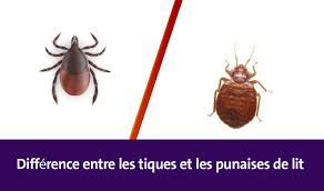 comment faire la difference entre les tiques et les punaises de lit punaises de lit les tiques tiques
