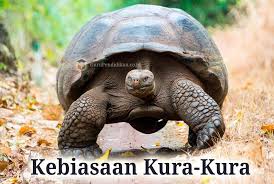 Binatang ini juga menjadi perlambang hoki dan peruntungan di cina (menurut shio / fengshui). Anatomi Kura Kura Struktur Fungsi Evolusi Dan Kebiasaan
