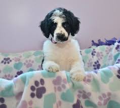 Akc standard poodle puppies ready now. Above And Beyond Standards Premier Puppies In Nc Bernedoodle Goldendoodle Akc Poodle Sheepadoodle Puppies In Nc