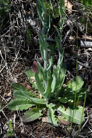 Image result for Turritis glabra