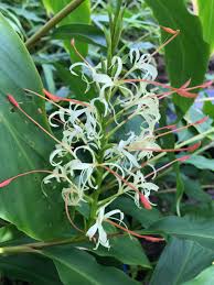 Image result for Helichrysum moggii