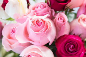 We did not find results for: White Hart Flowers Florist Tiptree 07983 402190