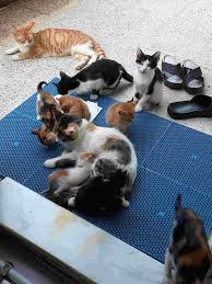 Kedi Sahiplenmek Istiyorum Izmir