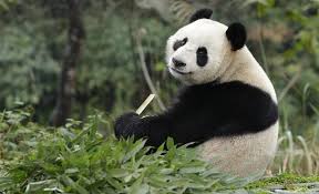 We did not find results for: Opening Of Giant Panda Forest Singapore Stuff Singapore Zoo I S Magazine Online Panda Singapore Zoo Giant Panda