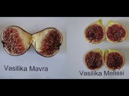 Check spelling or type a new query. The 3 Royal Greek Figs Youtube