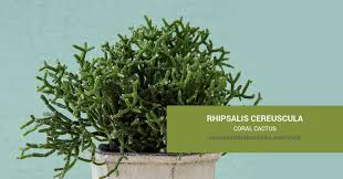 Image result for Rhipsalis