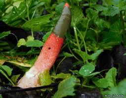 Image result for Mutinus elegans