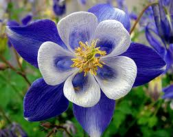 Columbine Flower Cats Best Flower Wallpaper