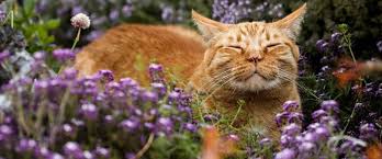 Lilies are particularly toxic to cats. Avoid This Cat Astrophe 10 Spring Flowers That Are Toxic To Cats
