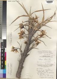 Image result for Xerophyta wentzeliana