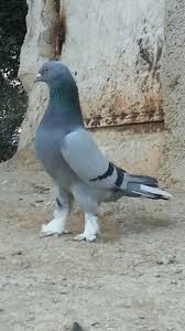 Ayhan Adli Kullanicinin Cats Birds Panosundaki Pin Evcil Hayvanlar Hayvanlar Hayvan