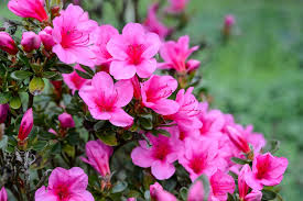 How To Grow Rhododendrons And Azaleas Bbc Gardeners World Magazine