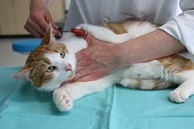 Phenobarbital is a dea schedule iv controlled substance. A Better Life For Bruce University Of Wisconsin School Of Veterinary Medicine