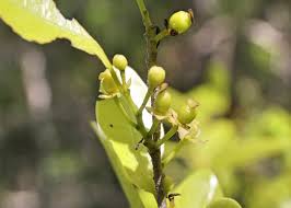 Image result for Putranjivaceae