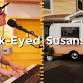Allison Stella @ Black-Eyed Susans! - Black Eyed Susans Tavern & Restaurant, 7908 Long Beach Blvd Event Image