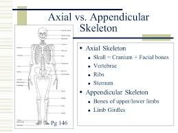 .axial and appendicular skeleton 5. Axial Appendicular Skeleton Mammary Glands Surface Anatomy Ppt Video Online Download