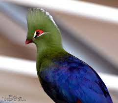 Image result for Turraea fischeri