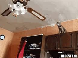 Herzlich willkommen auf unserem testportal. Katze Springt Auf Deckenventilator Ventilator Deckenventilator Katzen