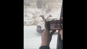 This article has been updated. Einstein The Camel Entertains Motorists Along Snowy Roadway Ctv News