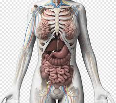 Check spelling or type a new query. Female Body Anatomy Lung Organ Gastrointestinal Organs Png Pngegg