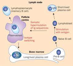 Here you can find out all about multiple myeloma, including risk factors, symptoms, how it is found, and how it is treated. New Insights Into The Pathophysiology Of Multiple Myeloma The Lancet Oncology