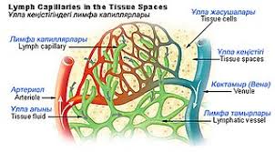 Lymphatic Vessel Meaning In Malayalam Shabdkosh