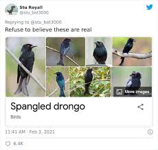 Think of a famous living person in the entertainment field whose first name is a bird. 28 Bird Species With The Silliest Names Ever Bored Panda