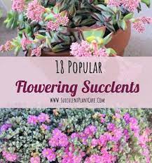 Purple succulents are very popular not only because they are attractive but also because they are purple succulents and cacti look great in container gardens and when planted in the ground. 18 Popular Flowering Succulents With Pictures Succulent Plant Care