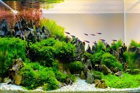 Cara tanam java fern : 5 Rekomendasi Tanaman Aquascape Halaman All Kompas Com