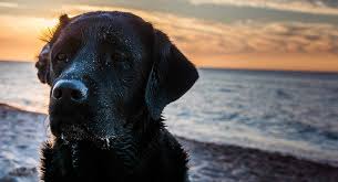 A free inside look at company reviews and salaries posted anonymously by employees. Pet Loss Quotes To Help You Cope When Times Are Tough