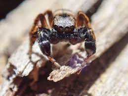 Image result for Arachniodes webbiana