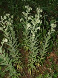 Image result for Eriocaulon abyssinicum
