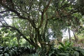 Jardin Des 1001 Saveurs A St Andre 4 7 Paysage Reunion Jardins Et La Reunion